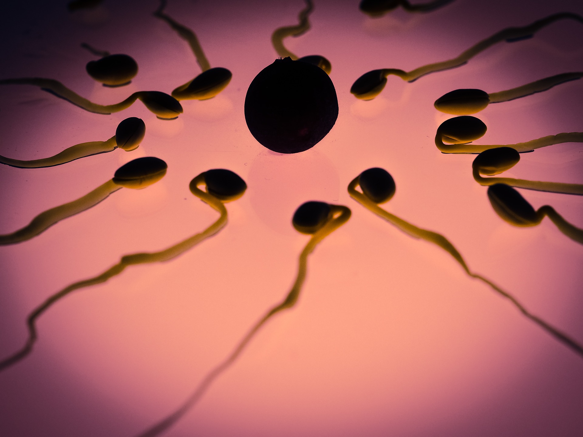7 fatti curiosi che non sapevi sugli ovuli
