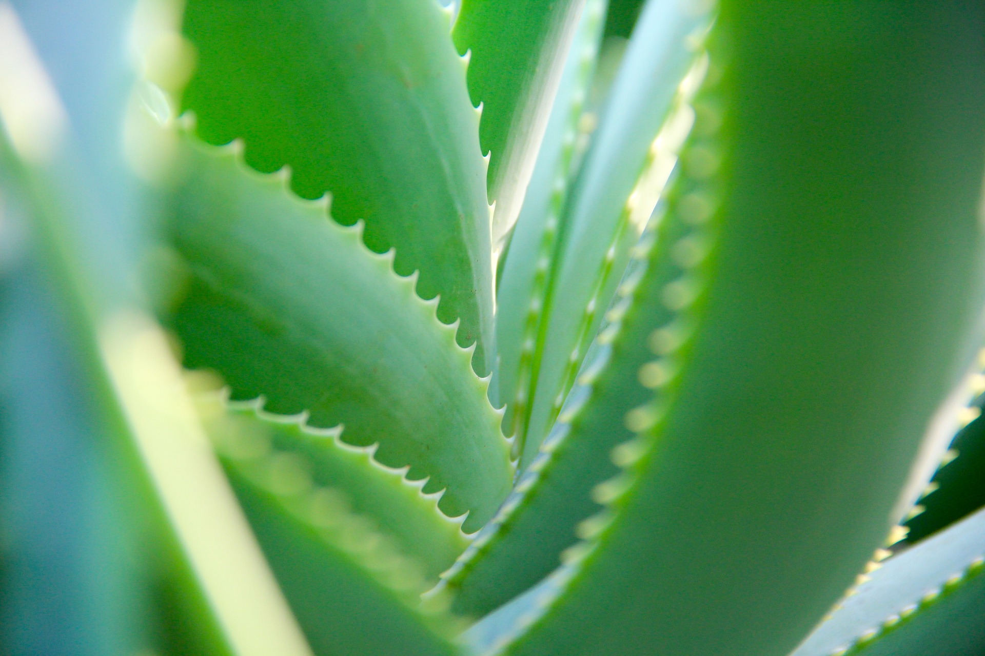 Kalanchoe: la pianta che sembra un’erbaccia ma cura il cancro